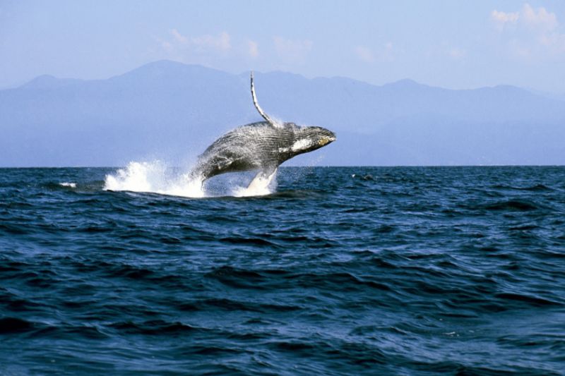 Inicia en Vallarta el avistamiento de ballenas