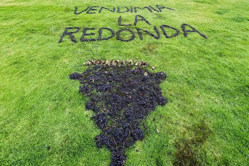 Viñedos La Redonda